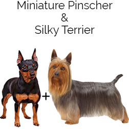 Silky Mini Pin Dog